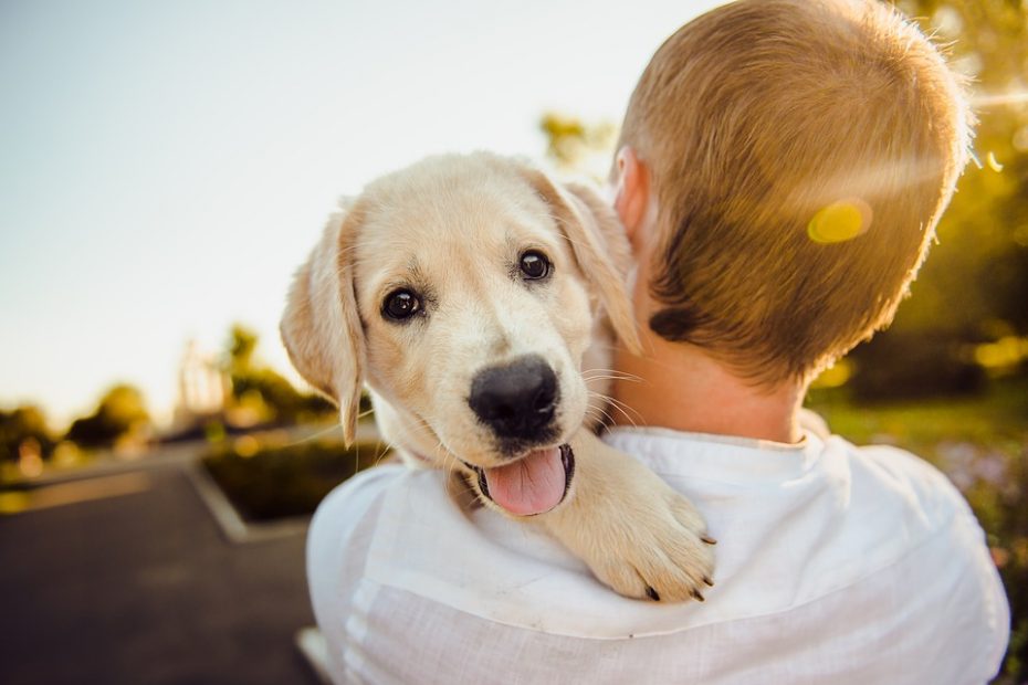 Adopter un chiot