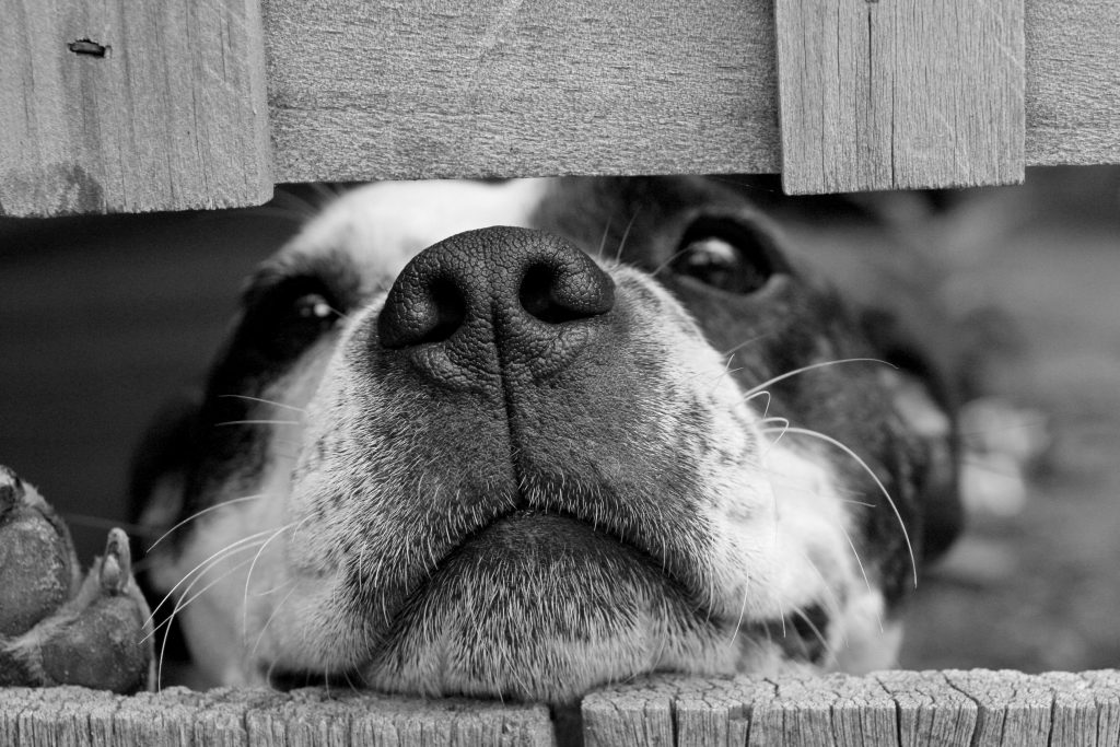 Chien-sous-une-porte