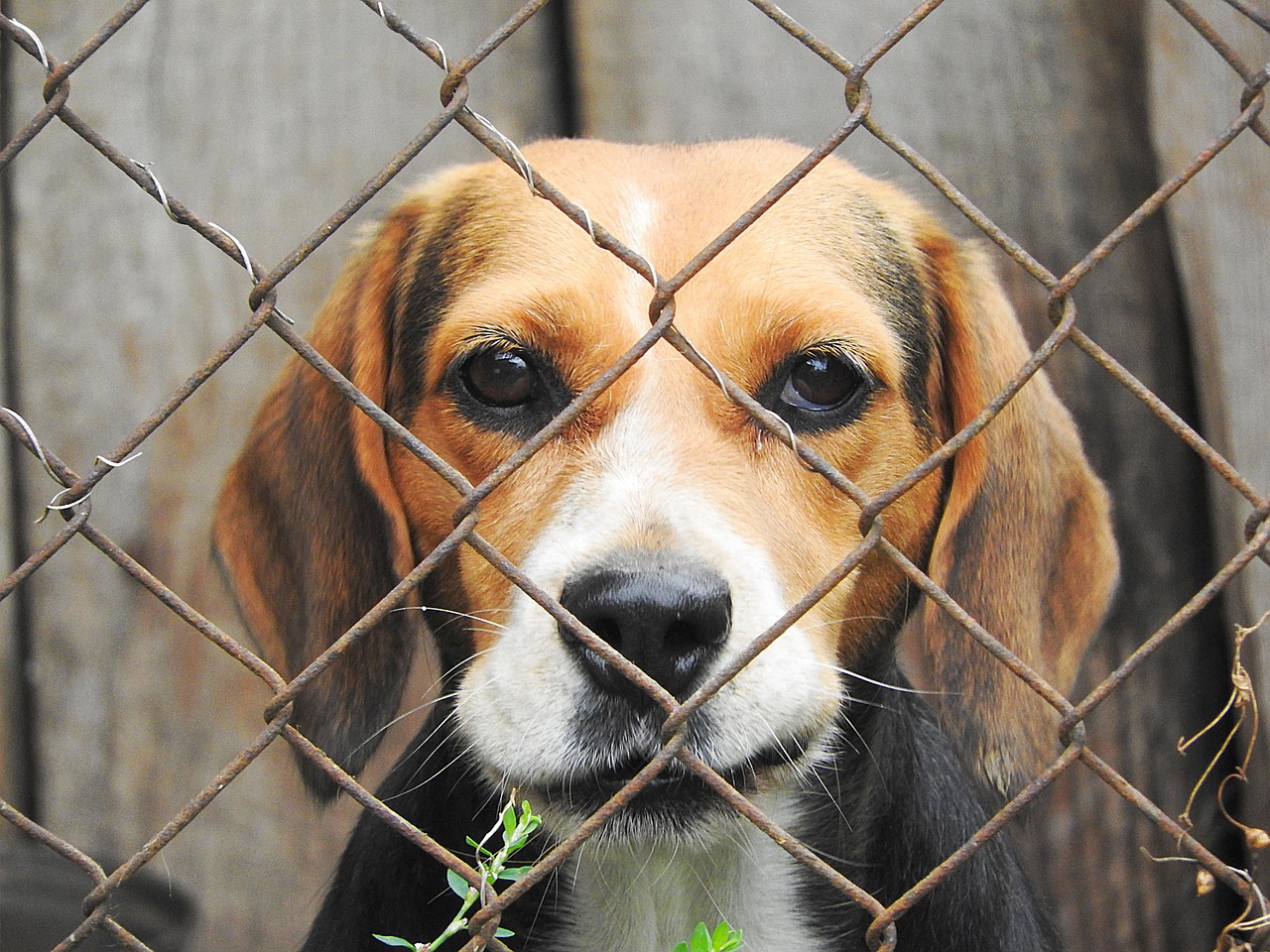 Penser à un chenil pour votre chien de compagnie.