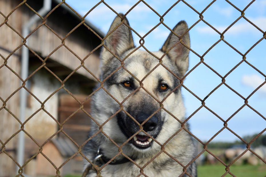 Penser à un chenil pour votre chien de compagnie.