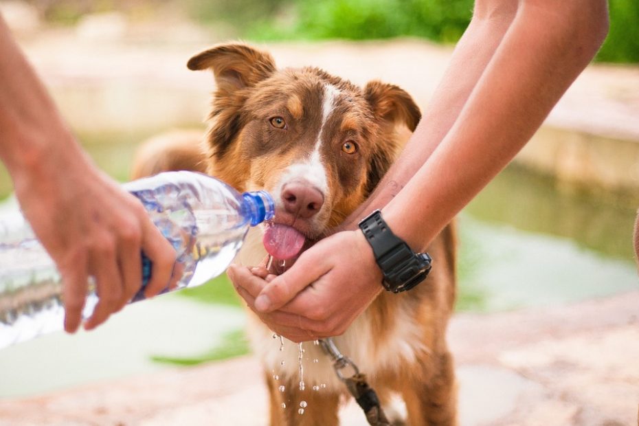 soigneur animalier