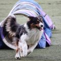 agility-chien