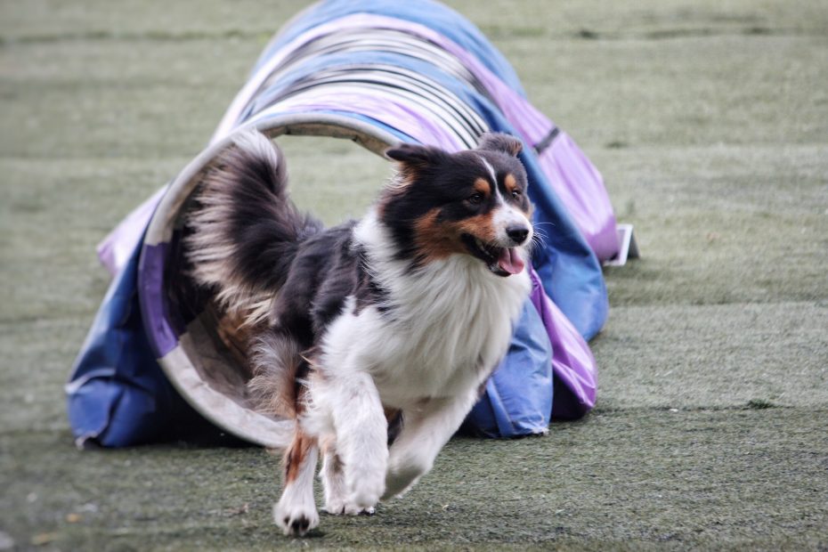 agility-chien