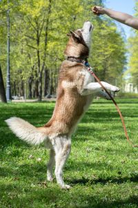 dressage-akita